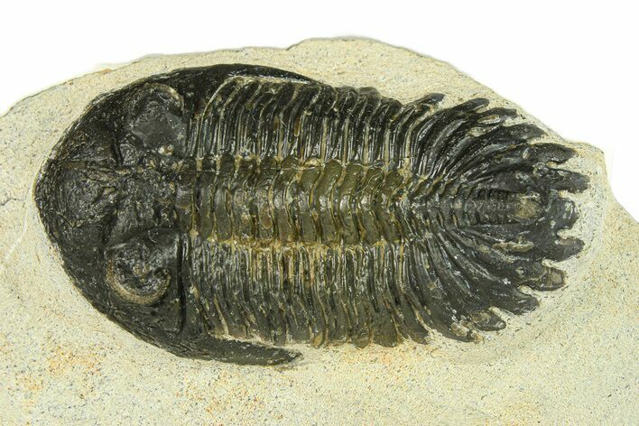 Bargain, Hollardops Trilobite Fossil - Ofaten, Morocco #287472